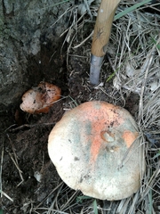 Lactarius semisanguifluus