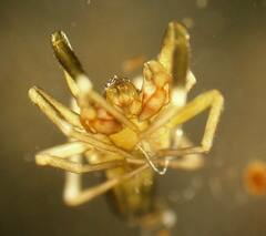 Phrurotimpus borealis