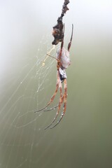 Trichonephila edulis
