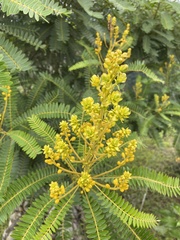 Senna