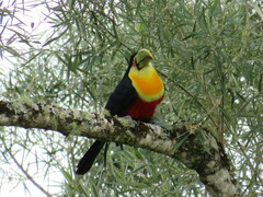 Ramphastos dicolorus