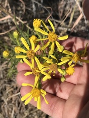 Senecio riddellii