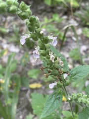 Teucrium vesicarium