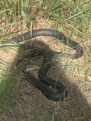 Pseudechis porphyriacus