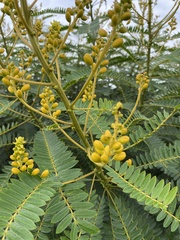 Senna