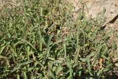 Tragia ramosa