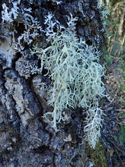 Evernia prunastri