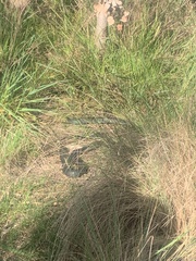 Pseudechis porphyriacus