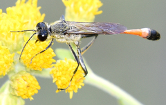Ammophila