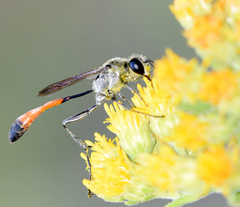 Ammophila