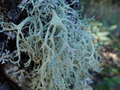 Evernia prunastri