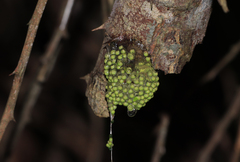 Agalychnis dacnicolor