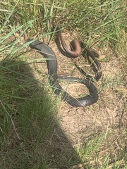 Pseudechis porphyriacus