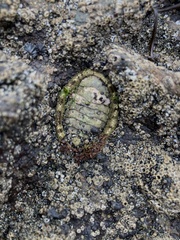 Sypharochiton pelliserpentis