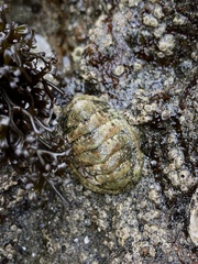 Sypharochiton pelliserpentis