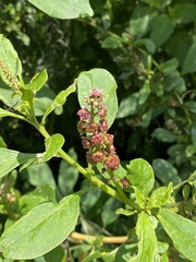 Phytolacca