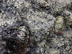 Sypharochiton pelliserpentis