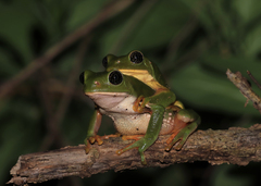 Agalychnis dacnicolor