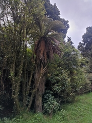 Dicksonia fibrosa