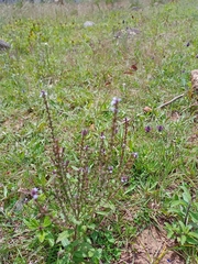 Verbena carolina