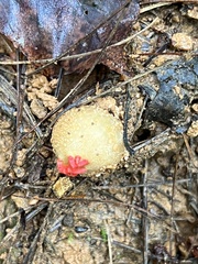 Calostoma ravenelii