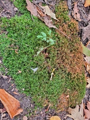 Atrichum undulatum