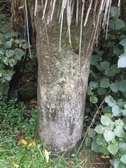 Dicksonia fibrosa