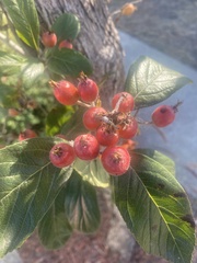 Cotoneaster franchetii