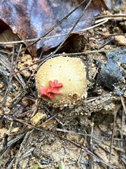 Calostoma ravenelii