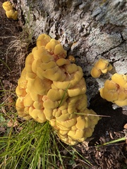 Laetiporus