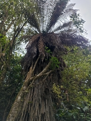 Dicksonia fibrosa