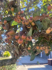 Cotoneaster franchetii