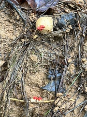 Calostoma ravenelii