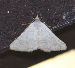 Taeniogramma mendicata