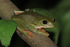 Agalychnis dacnicolor