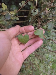 Calystegia tuguriorum
