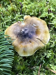Tricholoma sejunctum