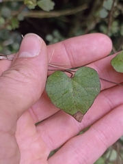 Calystegia tuguriorum