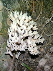 Hydnaceae
