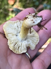 Tricholoma sejunctum