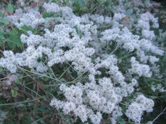 Eupatorium serotinum