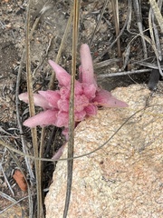 Hyobanche sanguinea
