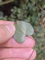 Calystegia tuguriorum