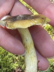 Tricholoma sejunctum