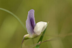 Lathyrus berteroanus