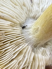 Tricholoma sejunctum