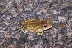 Incilius mazatlanensis