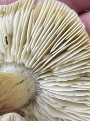 Tricholoma sejunctum