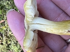 Tricholoma sejunctum