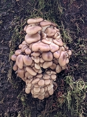 Pleurotus ostreatus